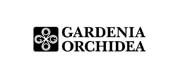 Gardenia Orchidea